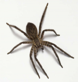 Seriously Scary Spiders | Wow! | Spider, Wolf spider, Insects