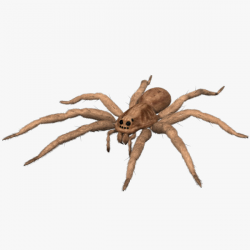 3d model lycosa tarantula wolf spider animation - Clipart ...