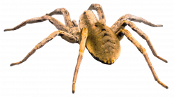 Spider PNG Transparent Image - PngPix