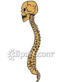 Human Skull and Spine - Royalty Free Clipart Picture