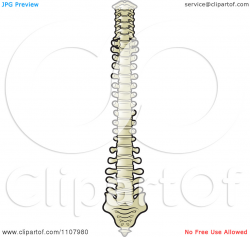 Human Spinal Cord Clipart