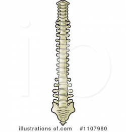 Spine Clipart #1107980 - Illustration by Lal Perera
