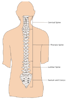 Spine and Neck || Information for Patients about Orthopaedic Surgery