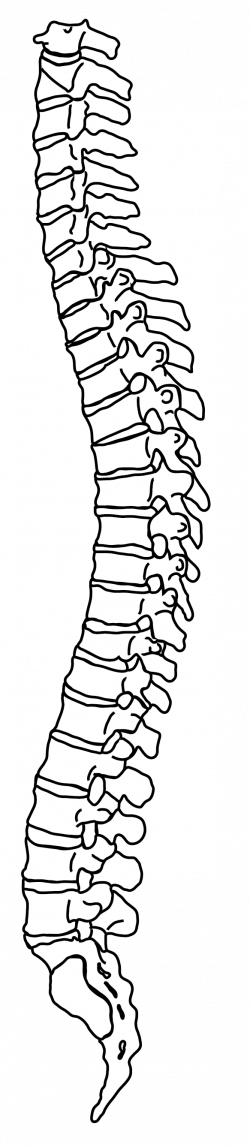 28+ Collection of Spine Clipart Png | High quality, free cliparts ...