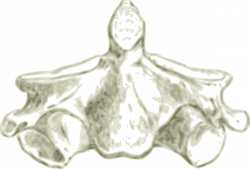 Clipart - Axis -Human second cervical Vertebra or Spine