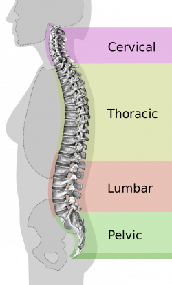 Low Back Pain: Understanding, Correcting and Managing Healthy Lumbar ...
