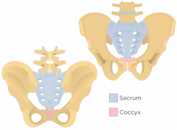 Collection of 14 free Coccyges clipart sacrum. Download on ubiSafe