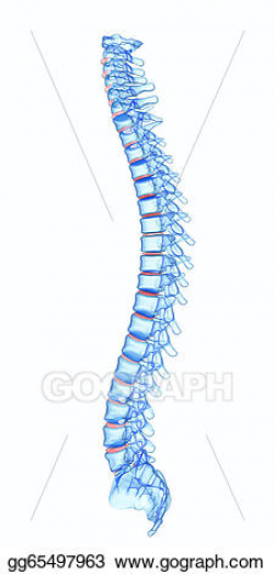Clipart - X-ray human spine. Stock Illustration gg65497963 ...