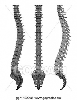 Drawing - Human spine. Clipart Drawing gg74482952 - GoGraph