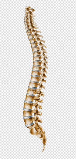 Human bones, Human vertebral column Atlas Cervical vertebrae ...