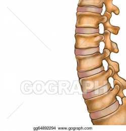 Clip Art Vector - Human spine. Stock EPS gg64892294 - GoGraph