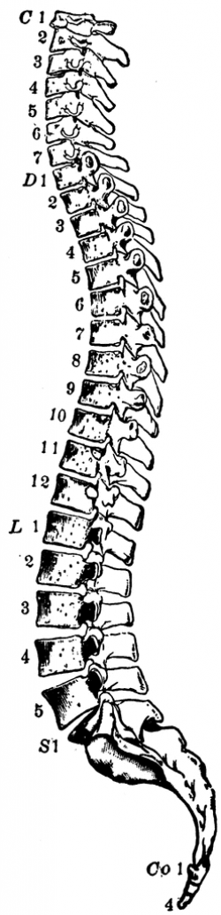 Side View of the Spinal Column | ClipArt ETC