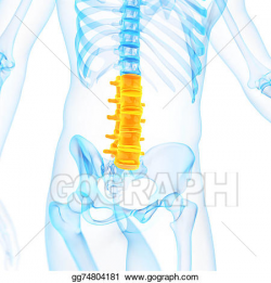 Stock Illustration - the lumbar spine. Clipart Drawing ...