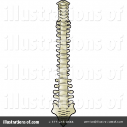 Simple spine clipart » Clipart Portal