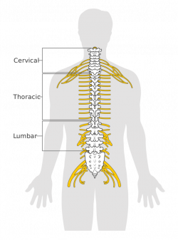 The Spinal Cord | Boundless Anatomy and Physiology