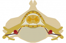 File:Spinal cord direv.svg - Wikimedia Commons