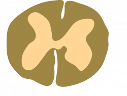 File:Spinal cord - Lumbar cross section.svg - Wikimedia Commons