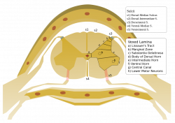 File:Spinalcord trirev vexedlamina.svg - Wikipedia