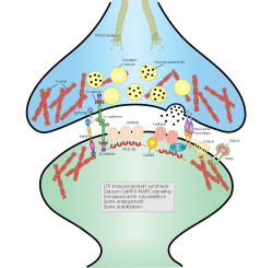 File:Synaptic stabilization by cell adhesion molecules.svg ...