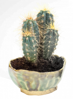 Cactus PNG Image - PurePNG | Free transparent CC0 PNG Image Library