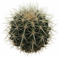 Sphere Cactus transparent PNG - StickPNG
