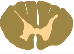 File:Spinal cord - Cervical cross section.svg - Wikimedia Commons