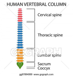 Vector Illustration - Vertebral column spine structure ...