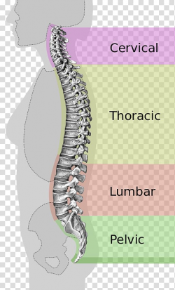 Vertebral column Neutral spine Lumbar vertebrae Ligament ...