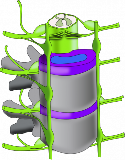 File:Ch13 vertebral column.png - Wikimedia Commons