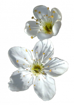 Spring Flower PNG Transparent Image | PNG Mart