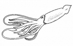 Squid calamari clipart - Clipartix