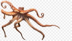 Download Free png Octopus Cephalopod Clip art - squid png ...