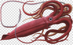Squid, Giant Squid, Colossal Squid, transparent png image ...