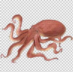 Octopus Squid As Food Takoyaki PNG, Clipart, Animal ...