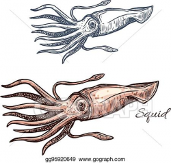 Vector Art - Squid marine animal sketch for seafood design ...