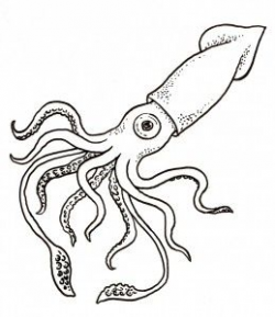 Giant Squid Color Page | coloring pages | Squid drawing ...