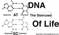 Chemistry and DNA: The Staircase of Life | Science | Pinterest ...