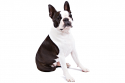 Boston Terrier Dog Breed Information | Pinterest | Terrier, Terrier ...