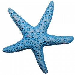 ForgetMeNot: Seashells starfish