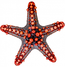 Starfish clip art - Hanslodge Cliparts