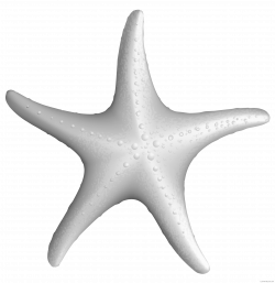 Grayscale Starfish Clipart - ClipartBlack.com