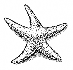 Free Starfish Clipart Black And White, Download Free Clip ...