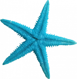 Starfish Blue Color Clip art - Beautiful blue starfish 866*883 ...