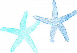 Free Blue Starfish Cliparts, Download Free Clip Art, Free ...