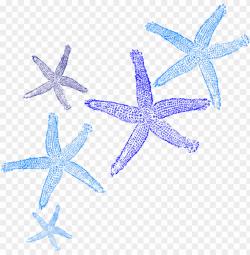 starfish clipart border PNG image with transparent ...