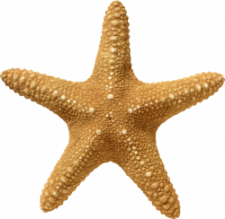 Starfish PNG images free download