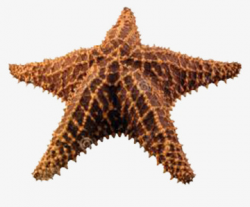 Brown Starfish, Starfish Clipart, Brown, Bump PNG Image and ...