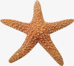 Download Free png Brown Texture Starfish, Starfish Clipart ...