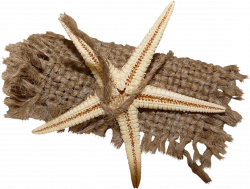 Rope Clip art - Rope starfish 1592*1206 transprent Png Free Download ...