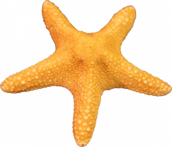 Starfish PNG Transparent Images | PNG All